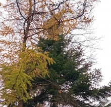 Осень в парке им. Н. Островского