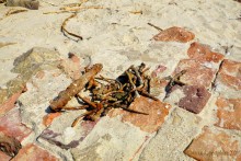 Прогулка с Петром Севастьяновичем Косовым по его музею в Семибалках и берегу моря