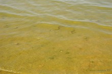 Прогулка с Петром Севастьяновичем Косовым по его музею в Семибалках и берегу моря