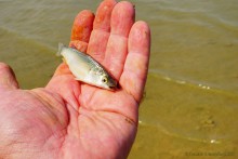 Прогулка с Петром Севастьяновичем Косовым по его музею в Семибалках и берегу моря
