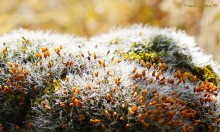 Кукушкин лён - мох, которым утепляли русские, бревенчатые избы