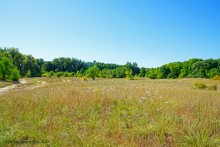 Путешествие по ольховым лесам на реке Елани у станицы Еланской