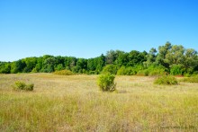 Путешествие по ольховым лесам на реке Елани у станицы Еланской