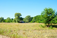 Путешествие по ольховым лесам на реке Елани у станицы Еланской