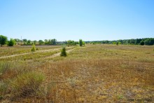 Путешествие по ольховым лесам на реке Елани у станицы Еланской