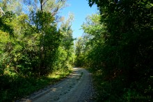 Путешествие по ольховым лесам на реке Елани у станицы Еланской