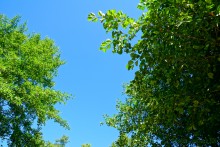 Путешествие по ольховым лесам на реке Елани у станицы Еланской