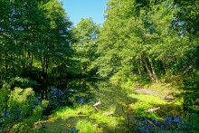 Путешествие по ольховым лесам на реке Елани у станицы Еланской