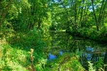 Путешествие по ольховым лесам на реке Елани у станицы Еланской