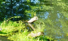 Путешествие по ольховым лесам на реке Елани у станицы Еланской