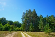 Путешествие по ольховым лесам на реке Елани у станицы Еланской