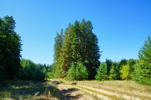 Путешествие по ольховым лесам на реке Елани у станицы Еланской