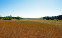 Путешествие по ольховым лесам на реке Елани у станицы Еланской