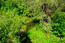 Путешествие по ольховым лесам на реке Елани у станицы Еланской