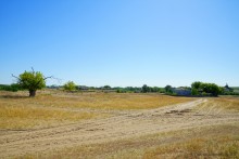 Путешествие по ольховым лесам на реке Елани у станицы Еланской