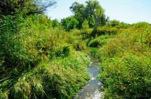 Путешествие по ольховым лесам на реке Елани у станицы Еланской