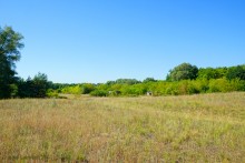 Путешествие по ольховым лесам на реке Елани у станицы Еланской