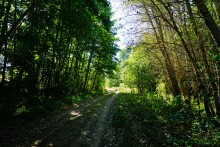 Путешествие по ольховым лесам на реке Елани у станицы Еланской