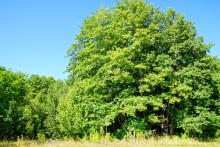 Путешествие по ольховым лесам на реке Елани у станицы Еланской