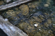 Бетонные корабли в Аксае