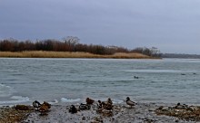 Декабрь, Дон, Аксай, берега, льдины, утки