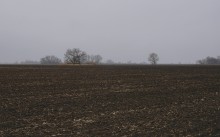 Пейзаж с деревьями на горизонте у ерика Васильев