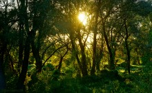 Вечер на заливе Мигулянка у станицы Вёшенская