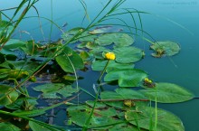 Вечер на заливе Мигулянка у станицы Вёшенская