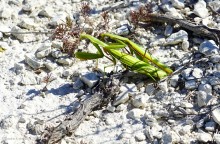 Путешествие по Верхнедонскому району к горе Стог