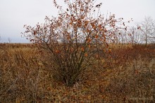 Путешествие бесснежный зимой к Золотому ерику, лиману Хрящеватому и озеру Калмычка