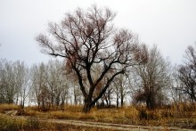 Путешествие бесснежный зимой к Золотому ерику, лиману Хрящеватому и озеру Калмычка