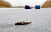 Путешествие бесснежный зимой к Золотому ерику, лиману Хрящеватому и озеру Калмычка