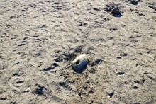 Костыль на Аксайской переправе