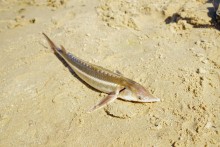 Стоговская коса