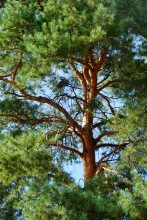 Сосны в станице Вёшенской