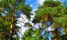 Сосны в станице Вёшенской