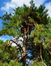 Сосны в станице Вёшенской