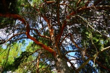 Сосны в станице Вёшенской