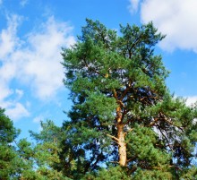 Сосны в станице Вёшенской