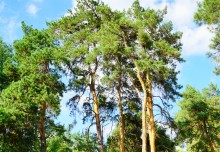 Сосны в станице Вёшенской