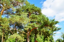 Сосны в станице Вёшенской