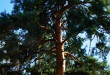 Сосны в станице Вёшенской