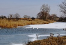 Лебеди в феврале на реке Кагальнике