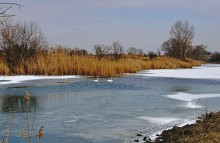 Лебеди в феврале на реке Кагальнике