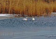 Лебеди в феврале на реке Кагальнике