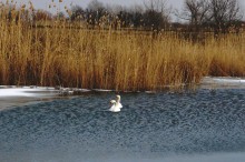 Лебеди в феврале на реке Кагальнике