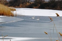 Лебеди в феврале на реке Кагальнике