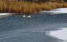 Лебеди в феврале на реке Кагальнике
