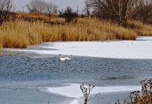 Лебеди в феврале на реке Кагальнике