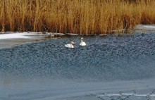 Лебеди в феврале на реке Кагальнике